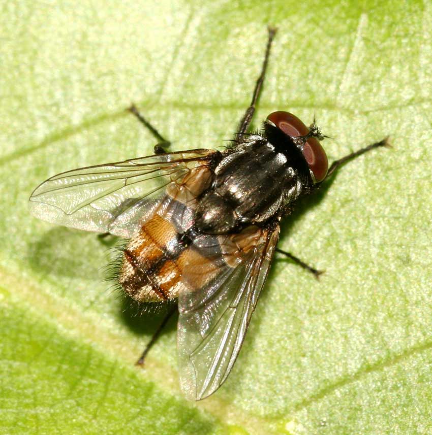 Musca autunnalis ♂ (Muscidae)